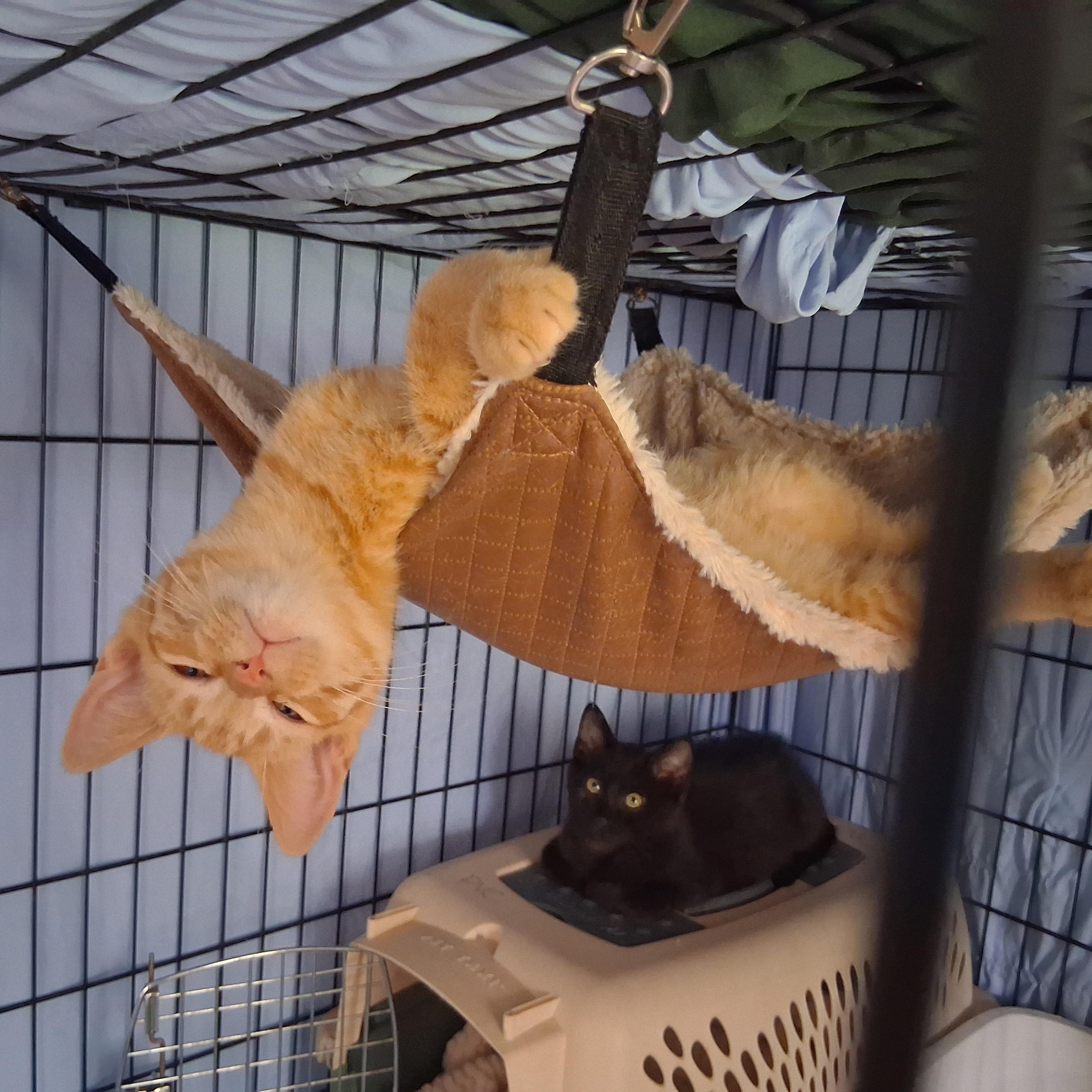 Enlarge Atlantic, a Adoptable Domestic Short Hair in Richmond, VA image 3/4