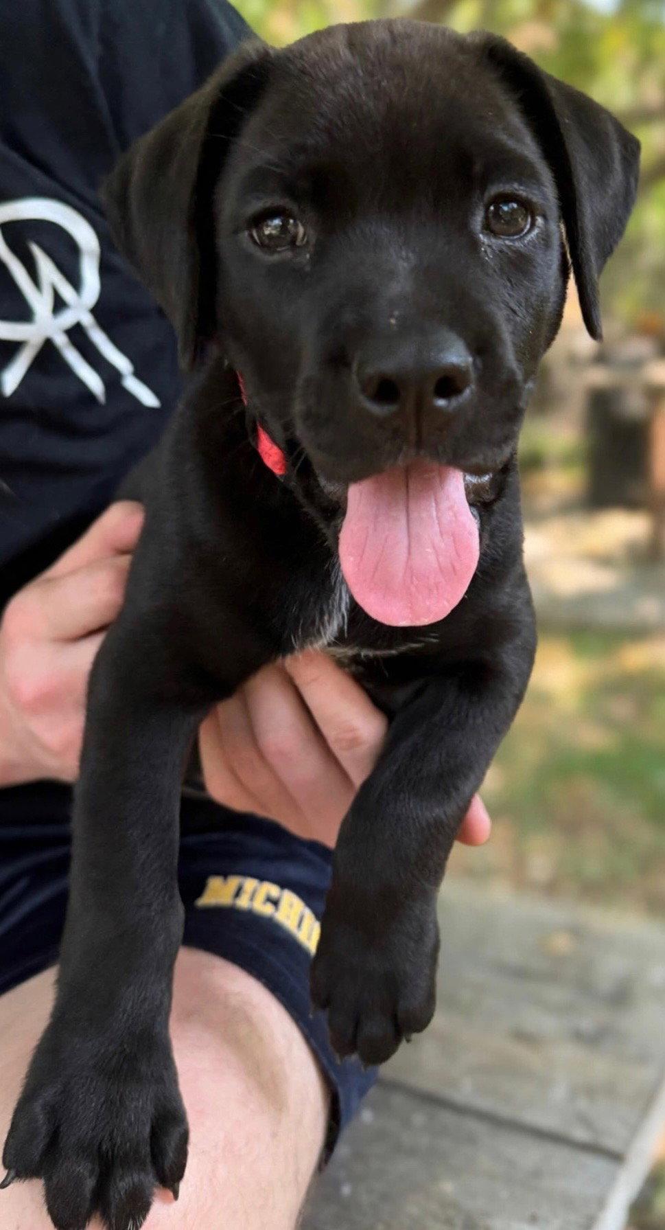Mara, Adopted, Puppy Female Labrador Retriever.