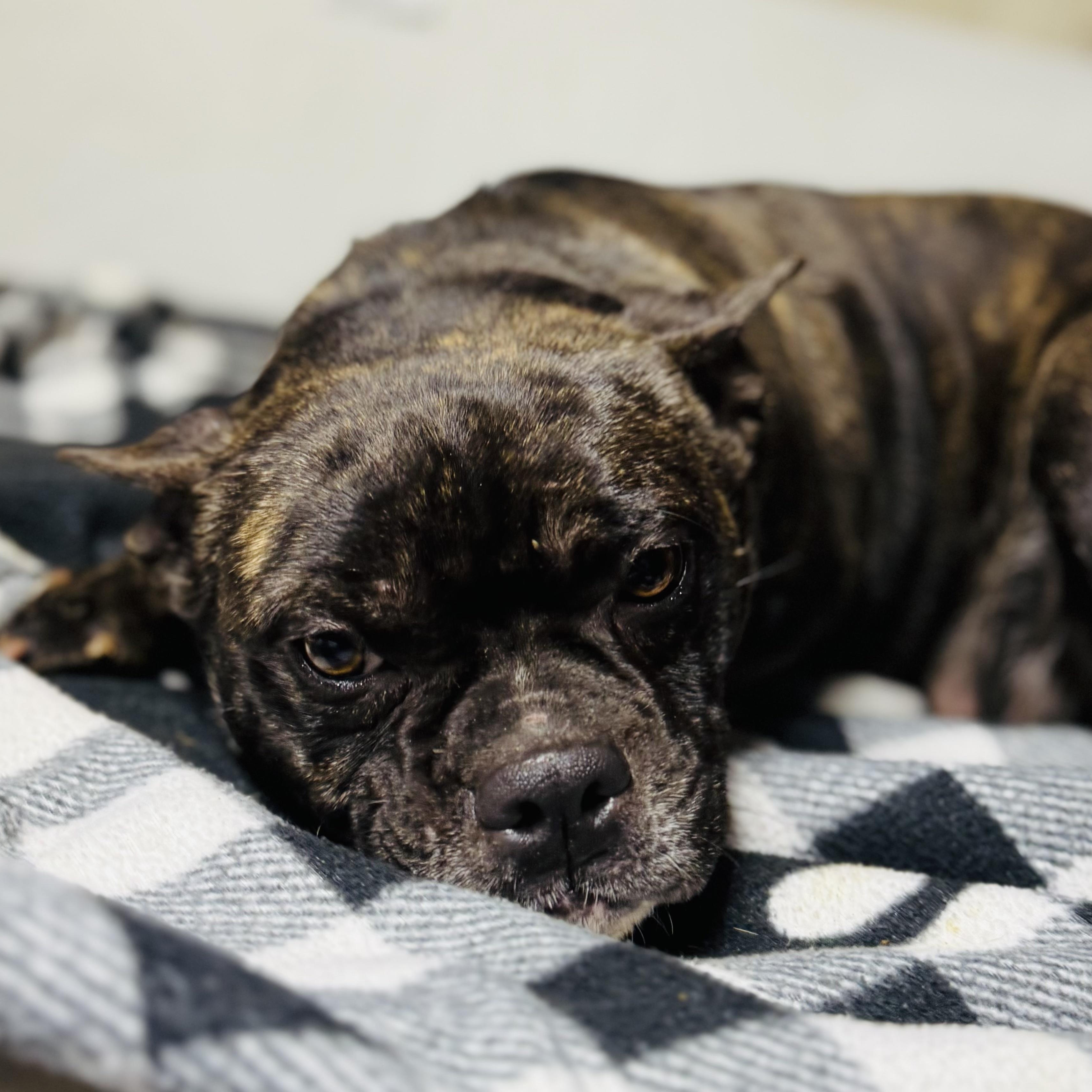 Enlarge Roxy, a ADOPTABLE mixed breed in Oak Bluffs, MA image 1/1