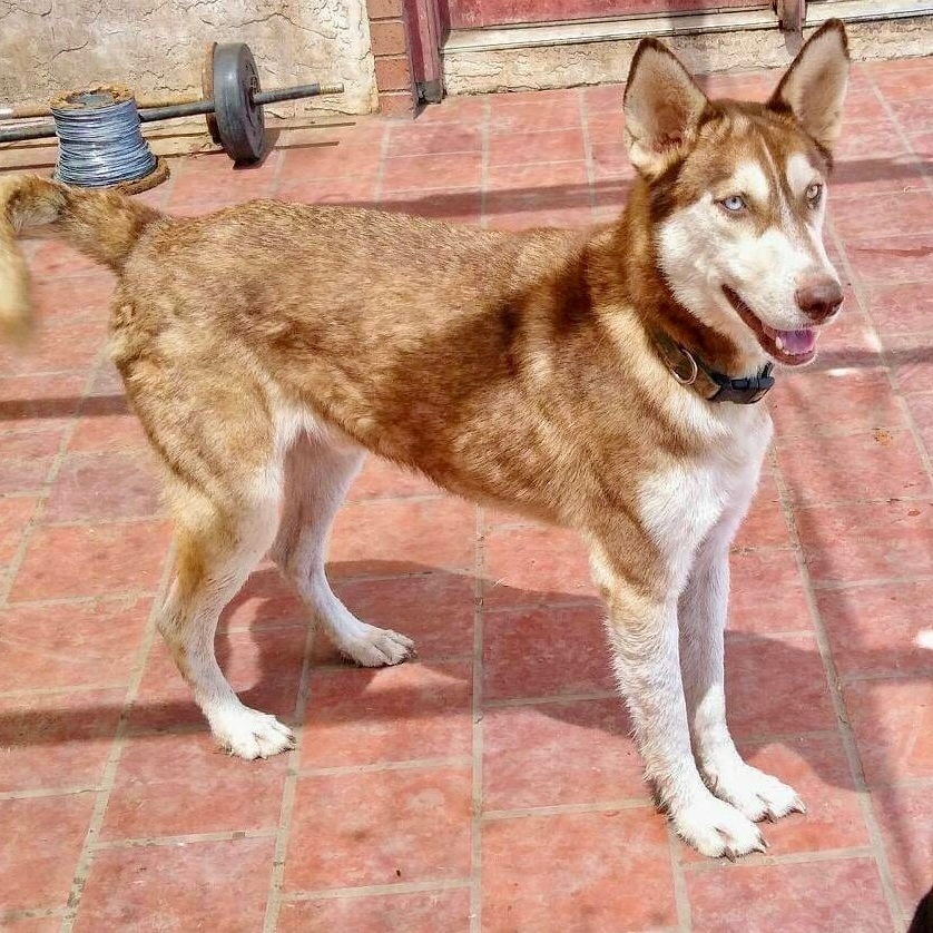 Enlarge Diesel, a Adoptable Siberian Husky in Toms River, NJ image 1/2