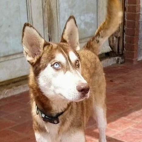 Enlarge Diesel, a Adoptable Siberian Husky in Toms River, NJ image 2/2