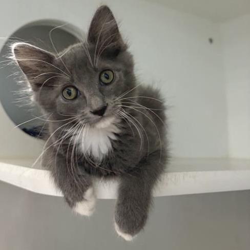 Enlarge Carol, a Adoptable Domestic Long Hair in Phoenix, AZ image 1/2
