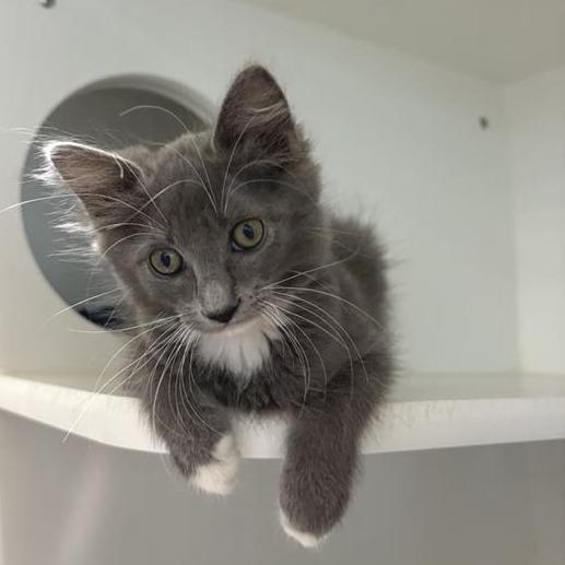 Enlarge Carol, a Adoptable Domestic Long Hair in Phoenix, AZ image 2/2