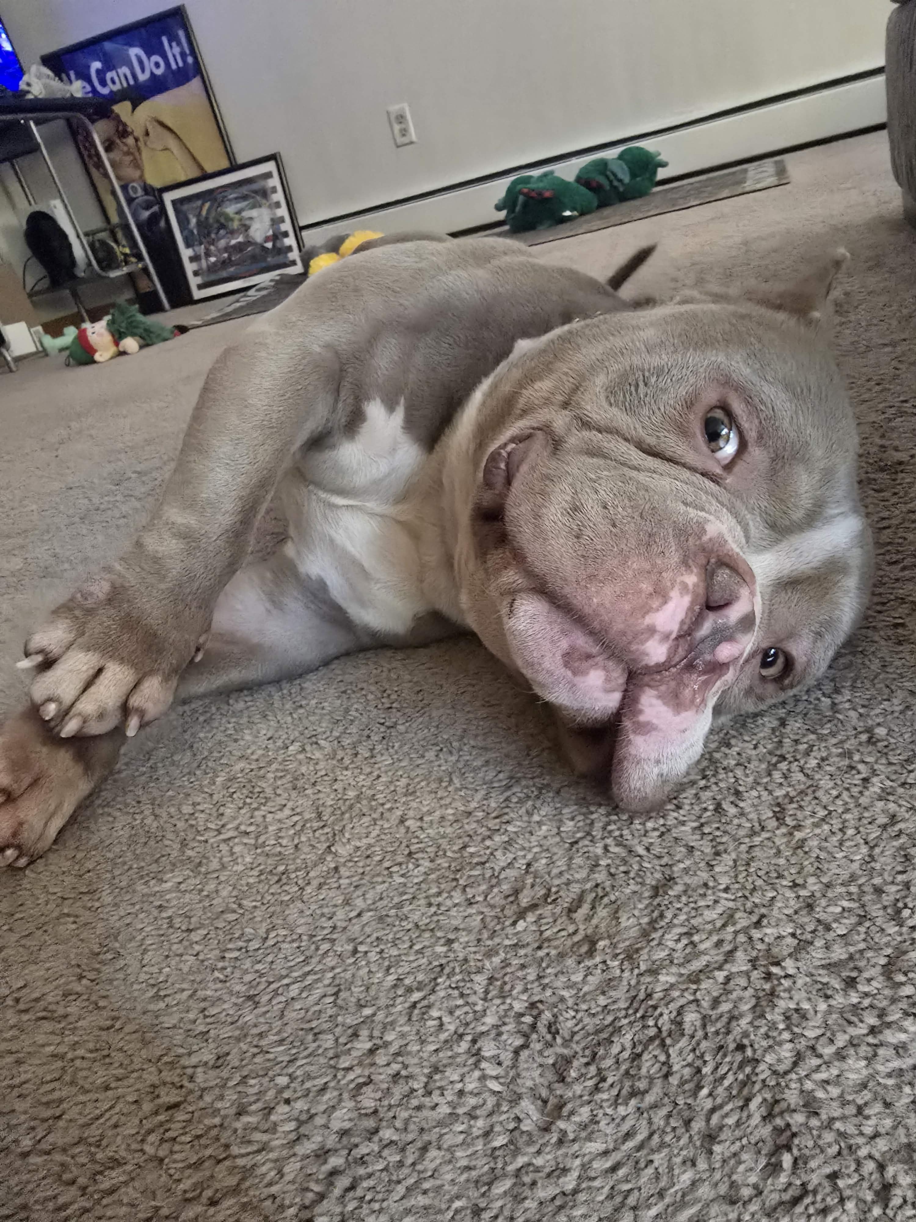 Little Chonky, a Adoptable Pit Bull Terrier in Minneapolis, MN image 1/3