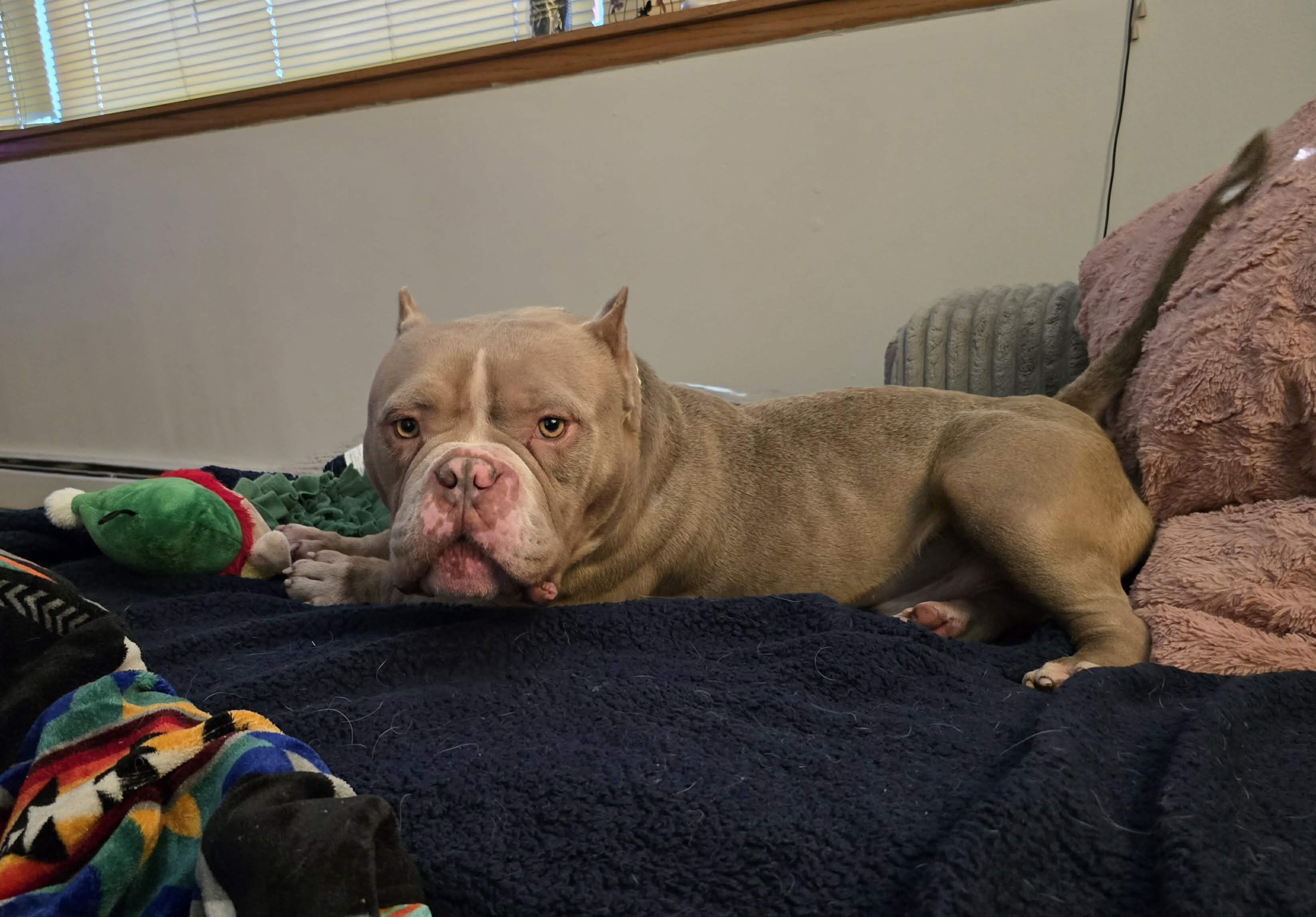 Little Chonky, a Adoptable Pit Bull Terrier in Minneapolis, MN image 2/3