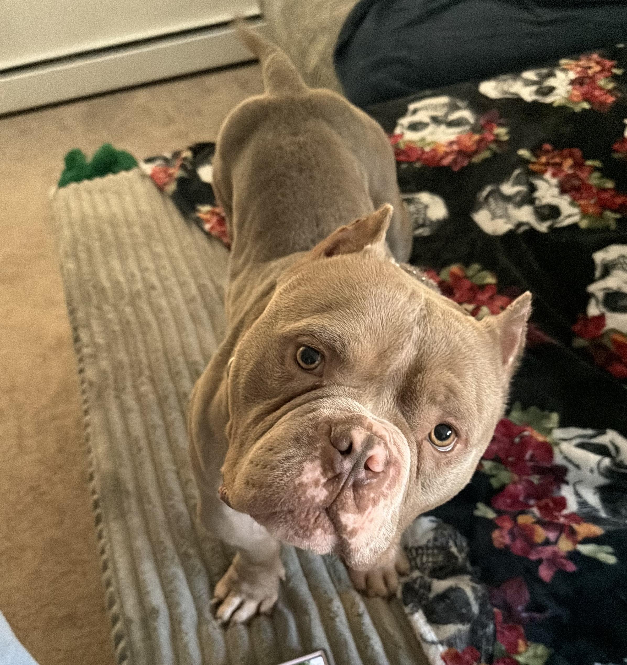 Little Chonky, a Adoptable Pit Bull Terrier in Minneapolis, MN image 3/3