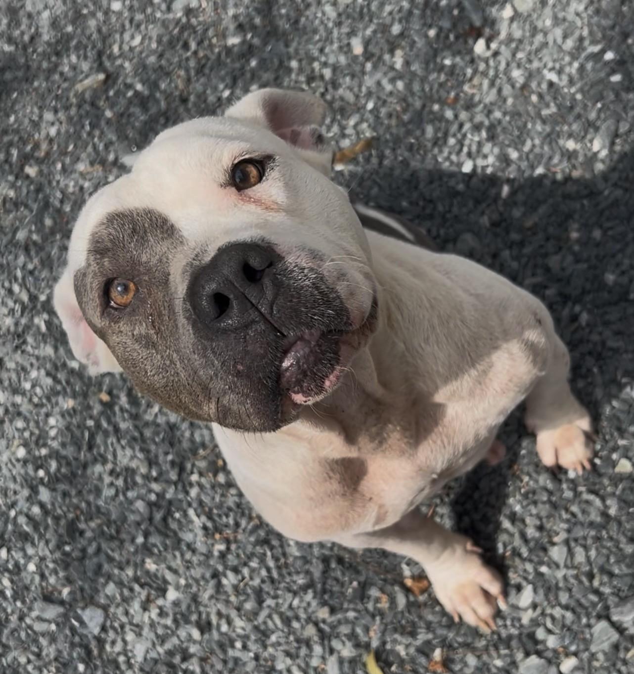 Trixie, ADOPTABLE, Adult Female American Bulldog.