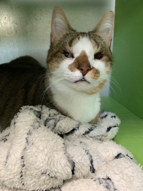 Scottie, Adoptable, Adult Female Domestic Short Hair.