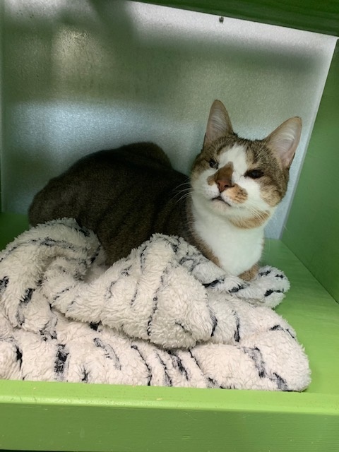 Scottie, a Adoptable mixed breed in Barnwell, SC image 2/6