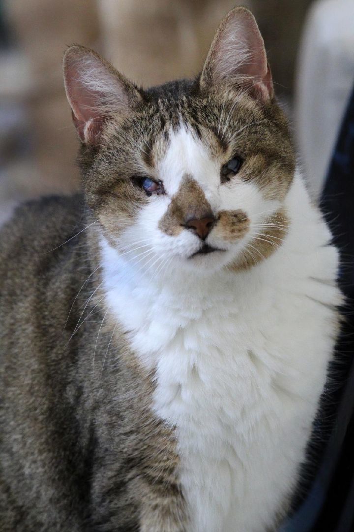 Scottie, a Adoptable mixed breed in Barnwell, SC image 3/6