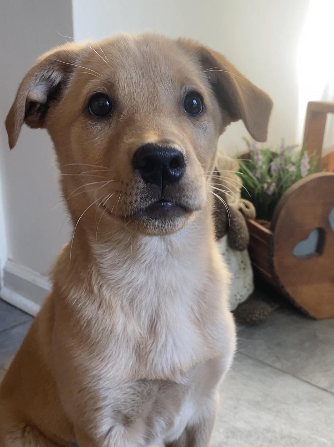 Opal, Adopted, Puppy Female Labrador Retriever.
