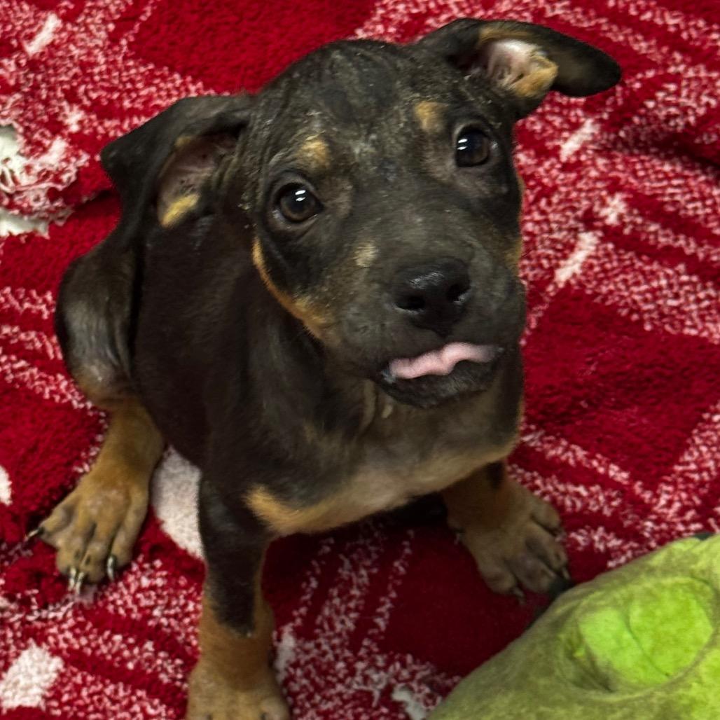 Casper, Adoptable, Young Male Terrier & Mixed Breed.