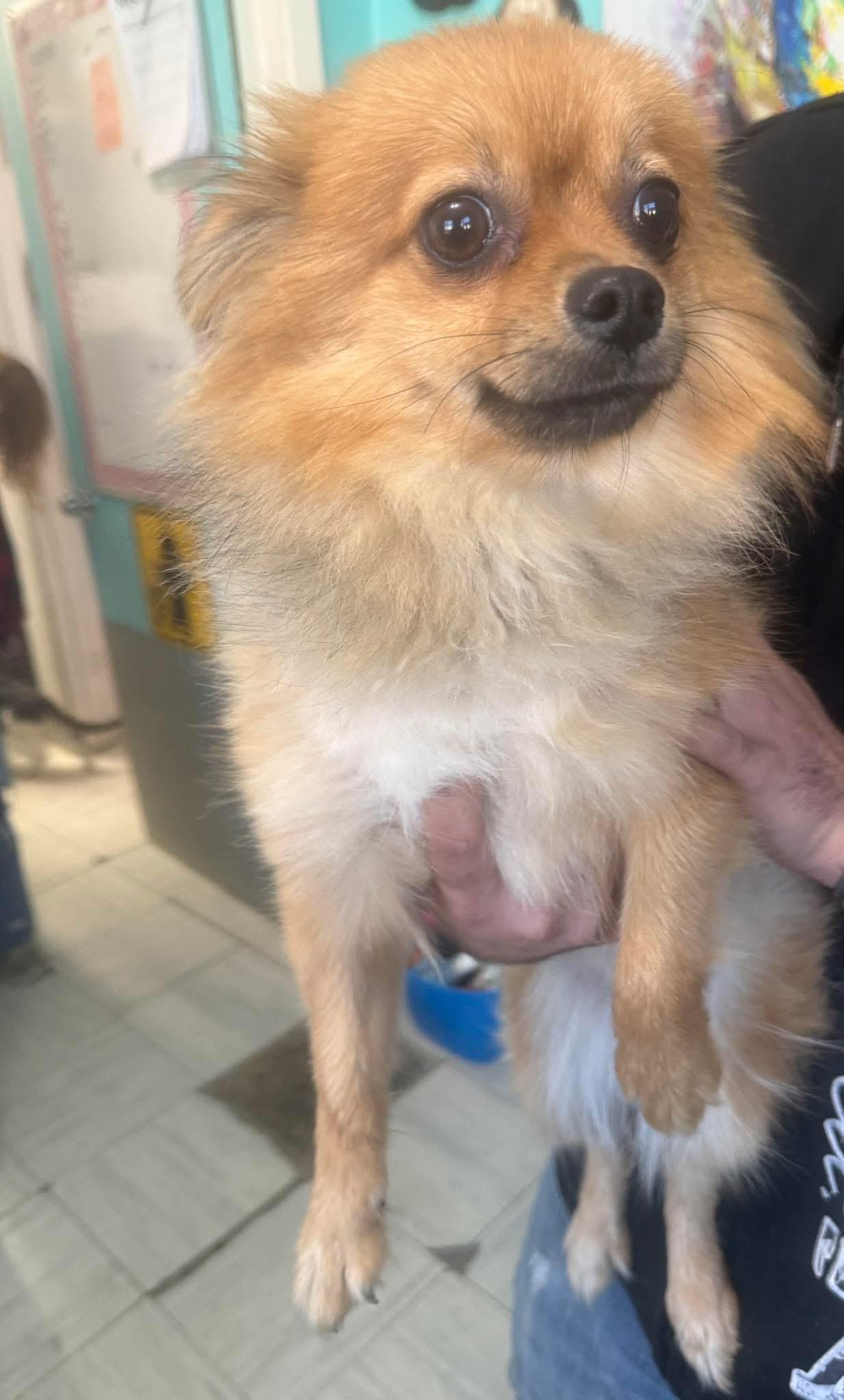 Enlarge Stella, a Adopted Pomeranian in Kirkland Lake, ON image 1/1