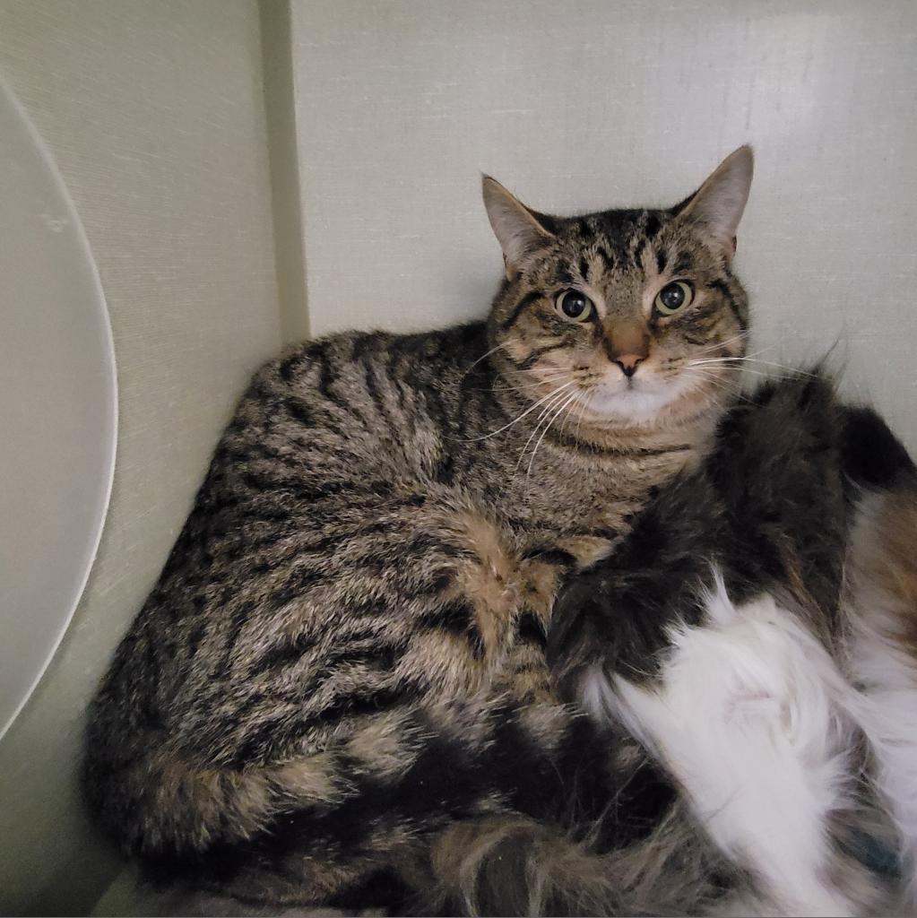 Tanner, Adoptable, Adult Male Domestic Short Hair.