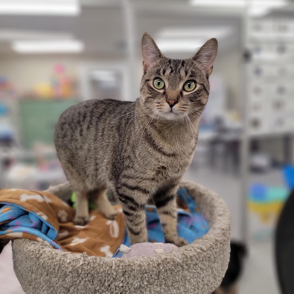 Enlarge Tanner, a Adoptable Domestic Short Hair in Monroe, MI image 2/3