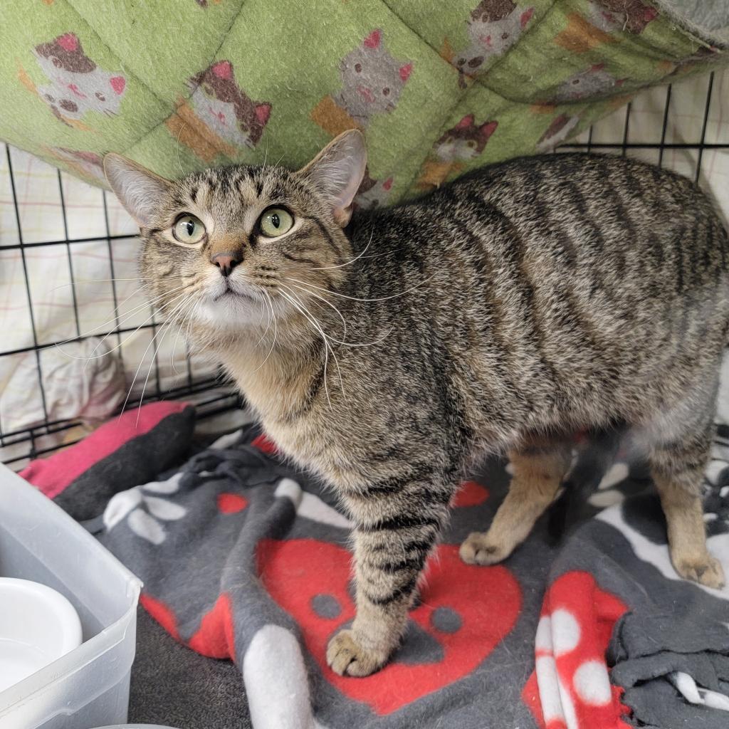 Enlarge Tanner, a Adoptable Domestic Short Hair in Monroe, MI image 3/3