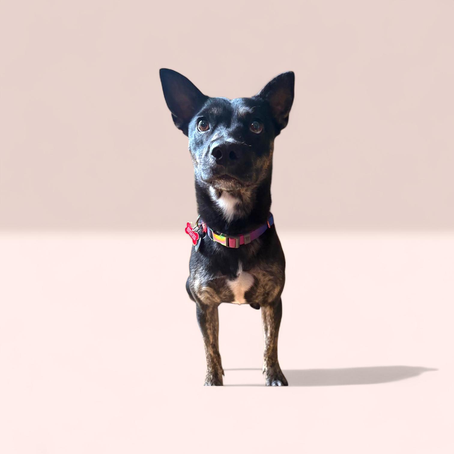 ROMINA, ADOPTABLE, Young Female Boxer.