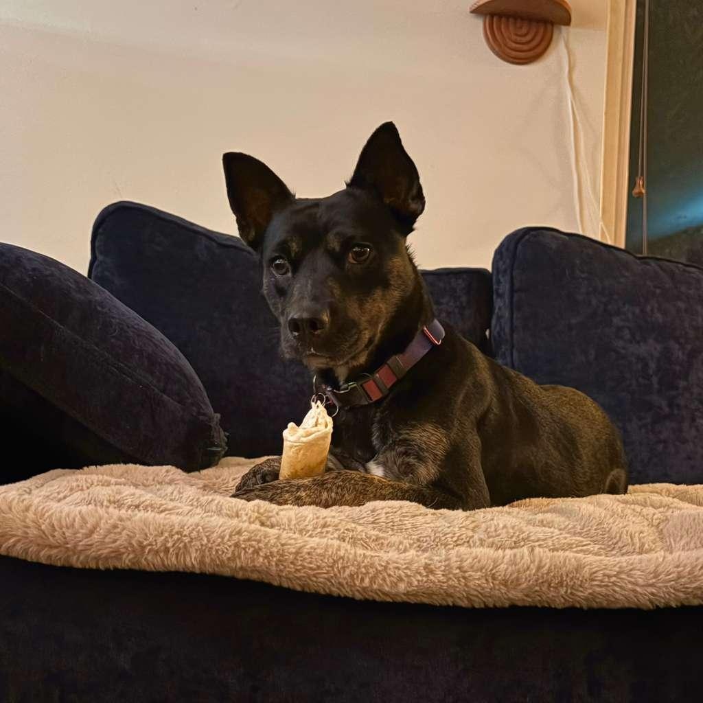 ROMINA, a ADOPTABLE mixed breed in Auburn, WA image 5/6