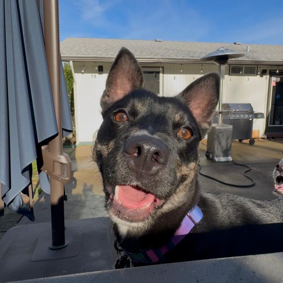 ROMINA, a ADOPTABLE mixed breed in Auburn, WA image 2/6