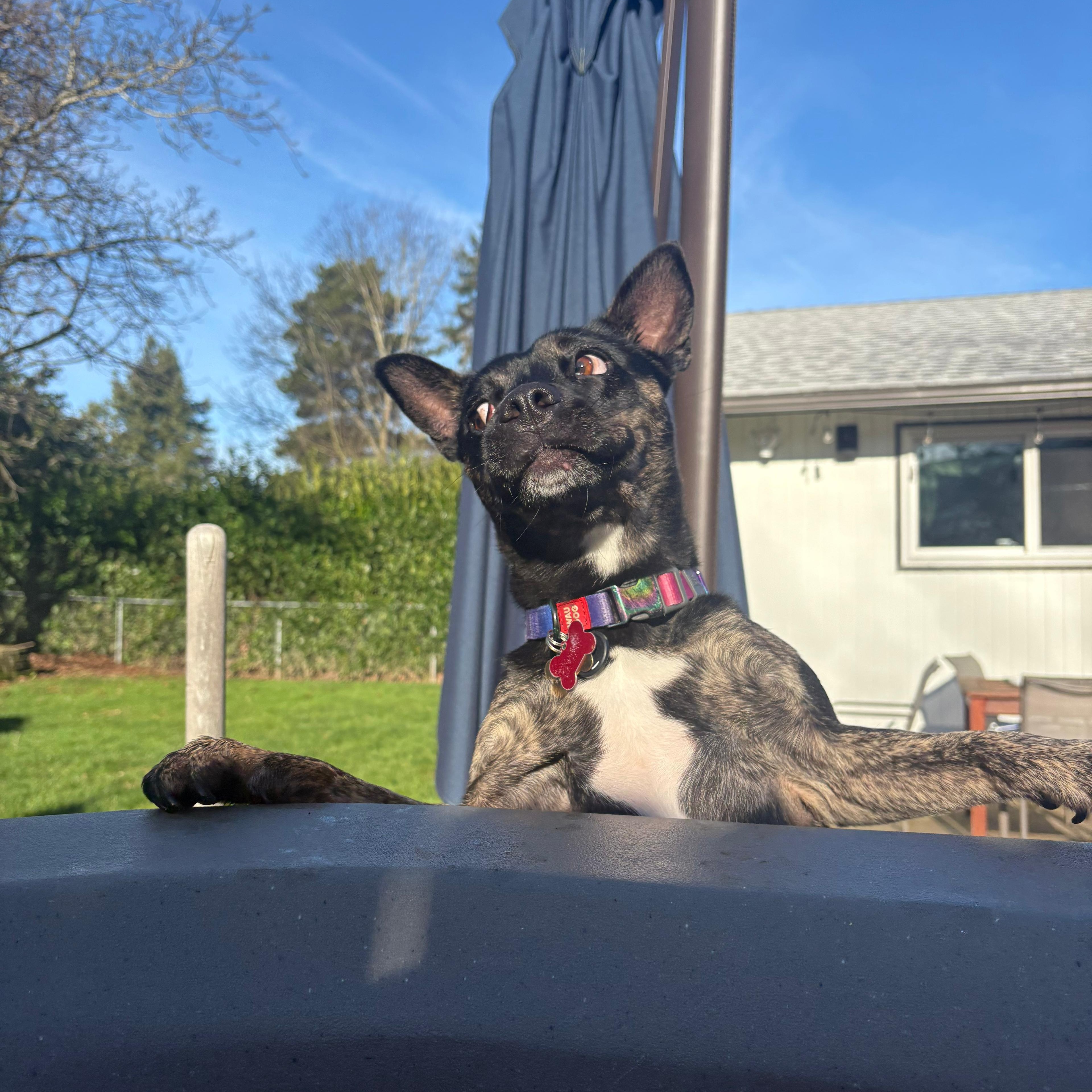 ROMINA, a ADOPTABLE mixed breed in Auburn, WA image 4/6