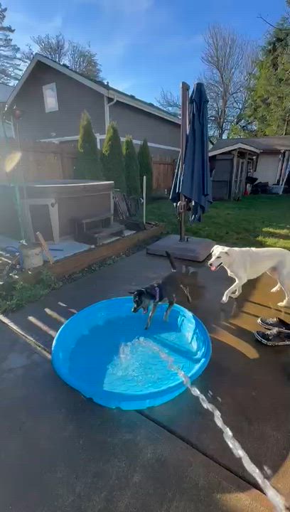 Enlarge ROMINA, a ADOPTABLE mixed breed in Auburn, WA video 6/6