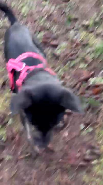 Enlarge ROMINA, a ADOPTABLE mixed breed in Auburn, WA video 3/6