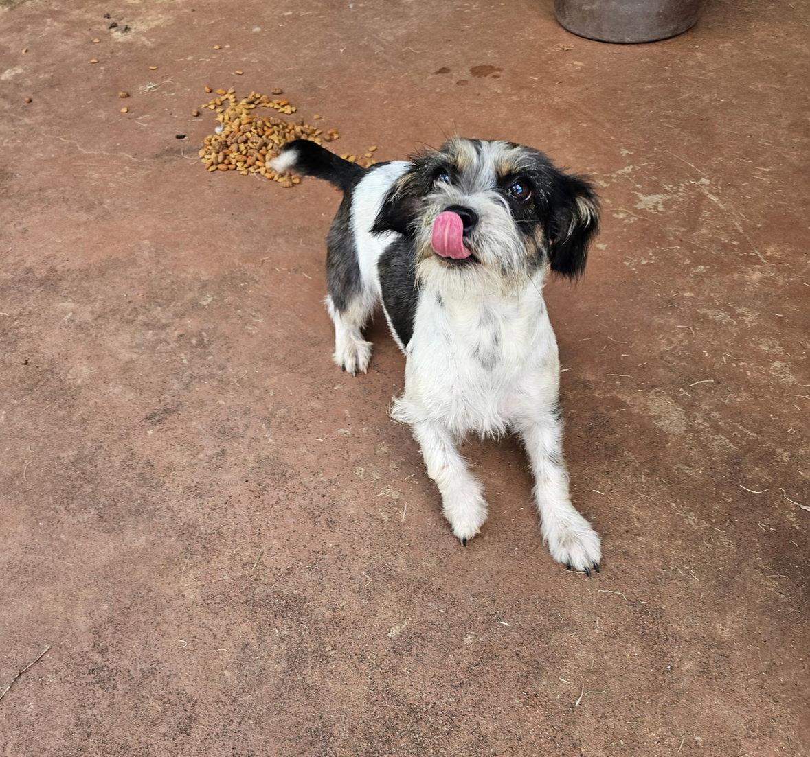 Darcy - ADOPTION IN PROCESS, Adoptable, Adult Female Terrier.