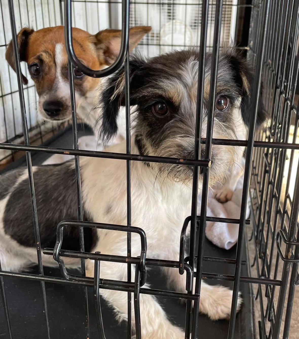Enlarge Darcy - ADOPTION IN PROCESS, a Adoptable Terrier in Grafton, WI image 2/3
