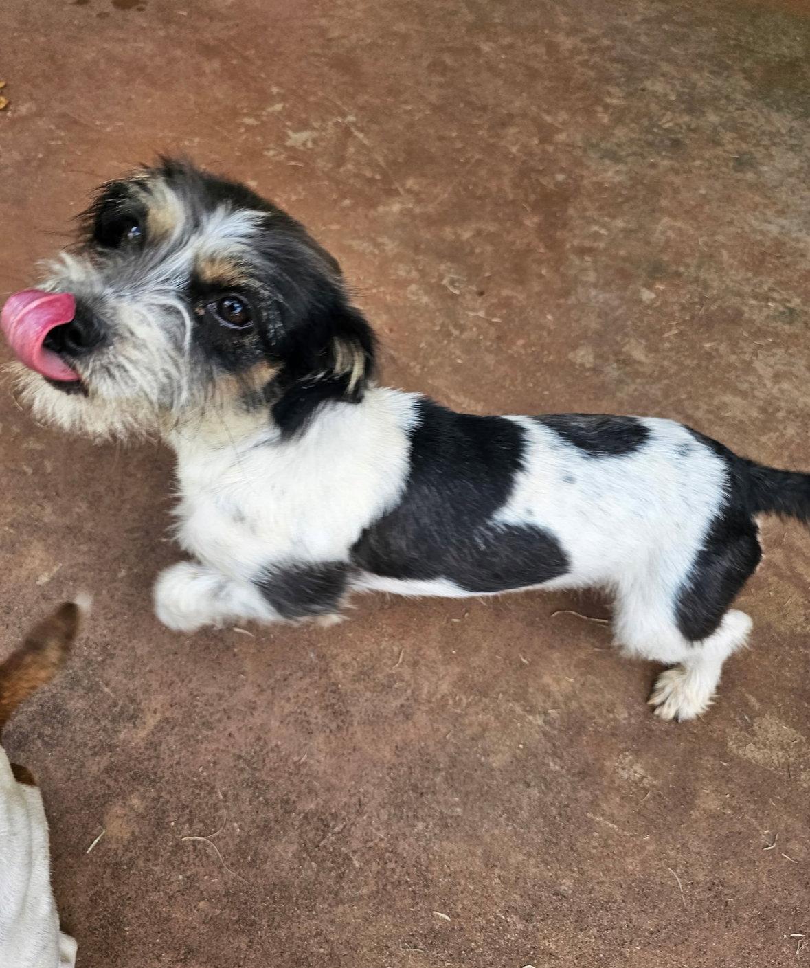 Enlarge Darcy - ADOPTION IN PROCESS, a Adoptable Terrier in Grafton, WI image 3/3