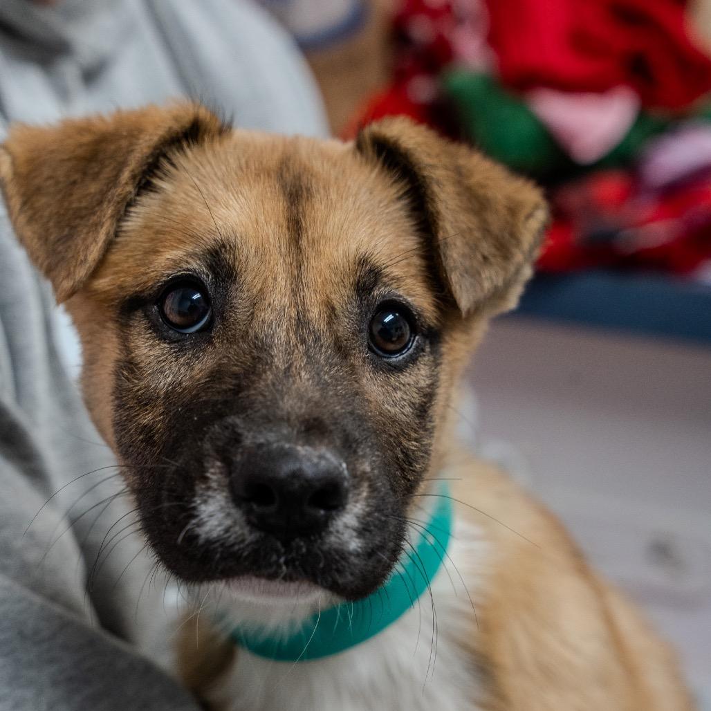 Jillian, Adoptable, Puppy Female Black Mouth Cur.