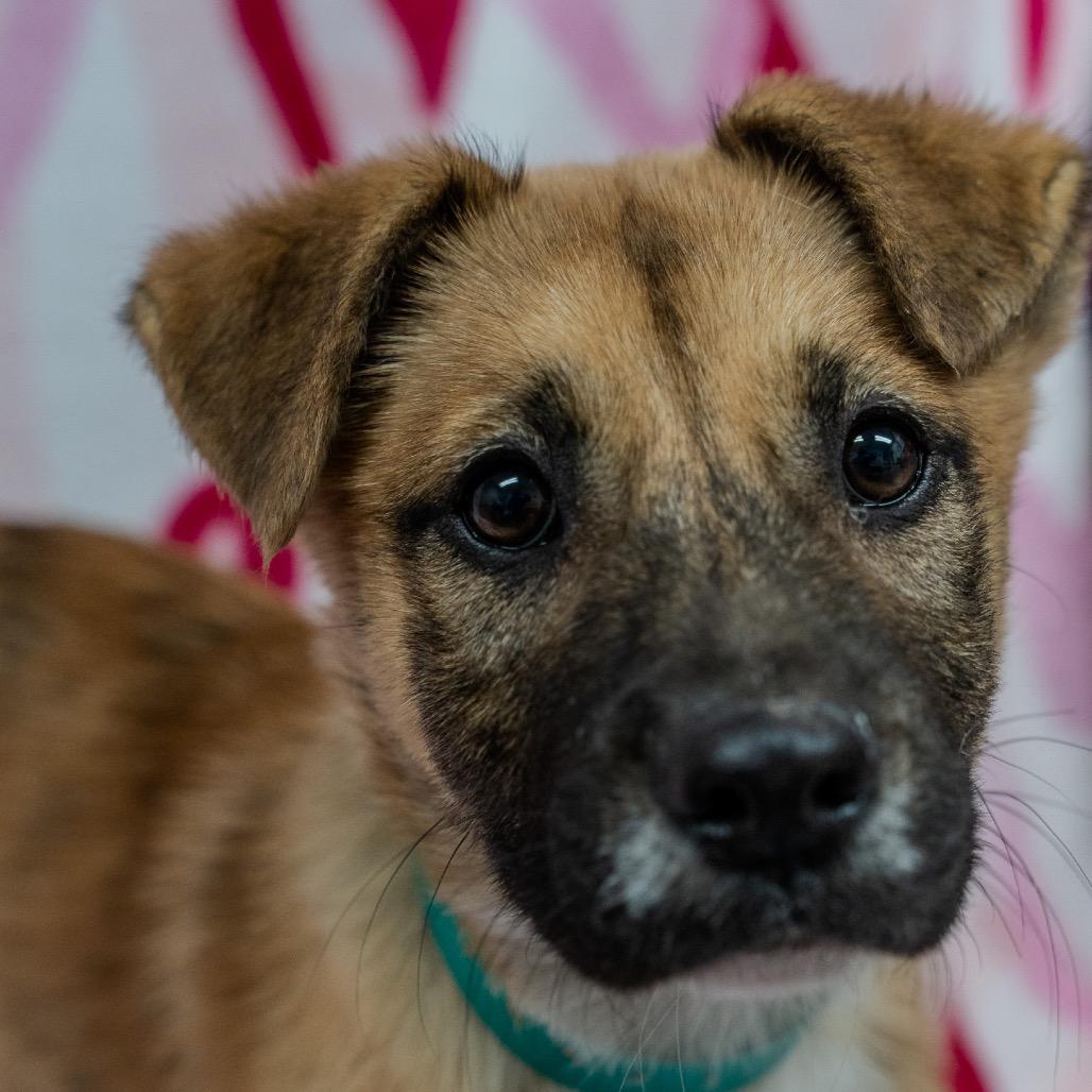 Enlarge Jillian, a Adoptable mixed breed in Pawling, NY image 2/6