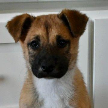 Enlarge Jillian, a Adoptable mixed breed in Pawling, NY image 3/6