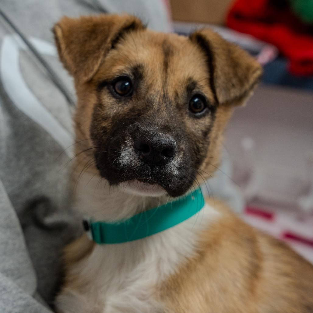 Enlarge Jillian, a Adoptable mixed breed in Pawling, NY image 4/6