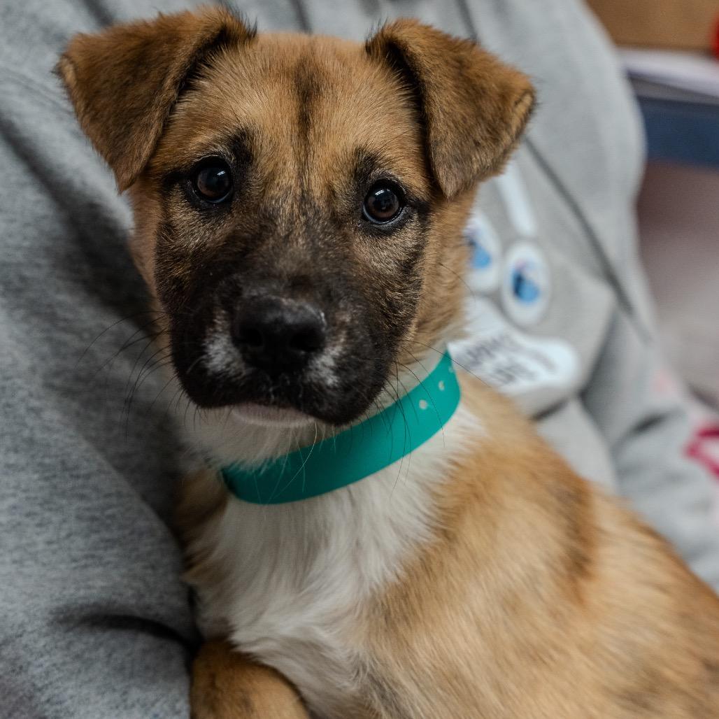 Enlarge Jillian, a Adoptable mixed breed in Pawling, NY image 5/6