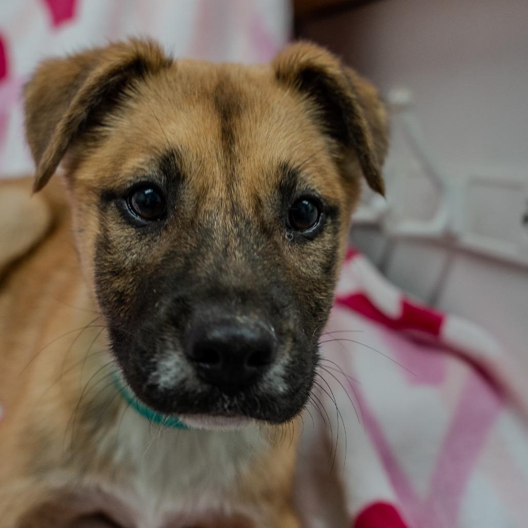 Enlarge Jillian, a Adoptable mixed breed in Pawling, NY image 6/6