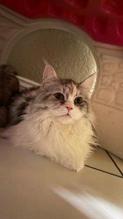 Contessa Arabella, Adoptable, Kitten Female Maine Coon & Persian.