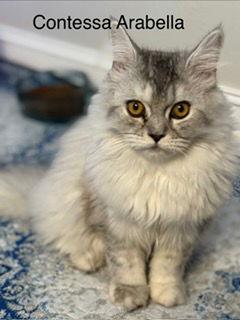 Contessa Arabella, a Adoptable mixed breed in Oakland Park, FL image 2/3