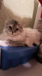 Contessa Arabella, a Adoptable mixed breed in Oakland Park, FL image 3/3