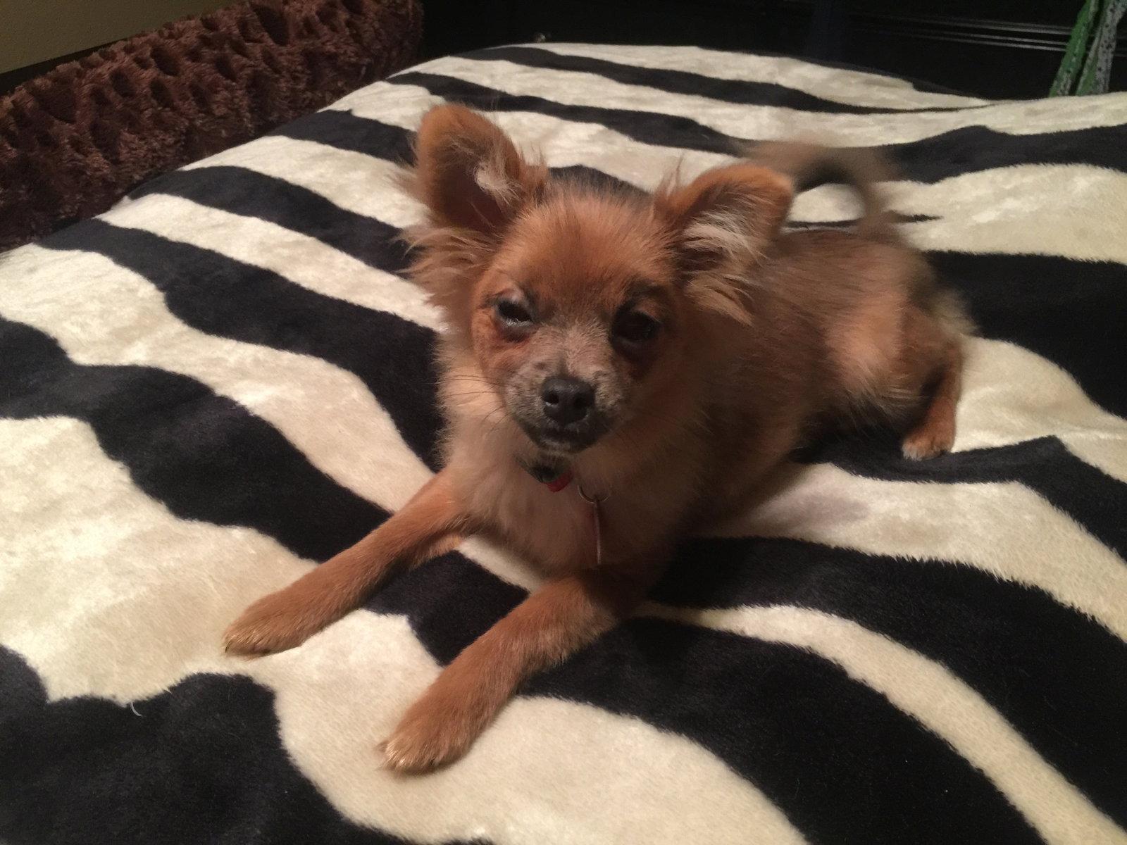 Enlarge Mindi, a Adopted Pomeranian in Garland, TX image 1/3