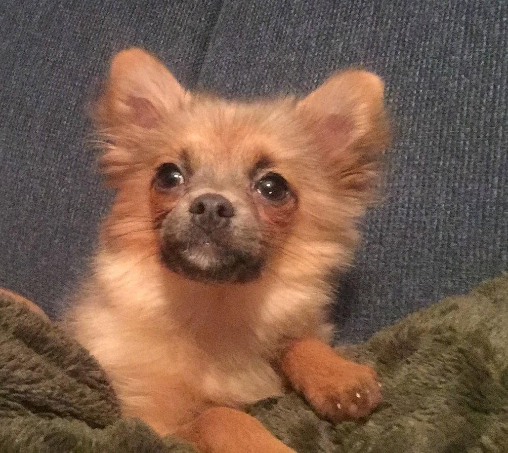 Enlarge Mindi, a Adopted Pomeranian in Garland, TX image 2/3