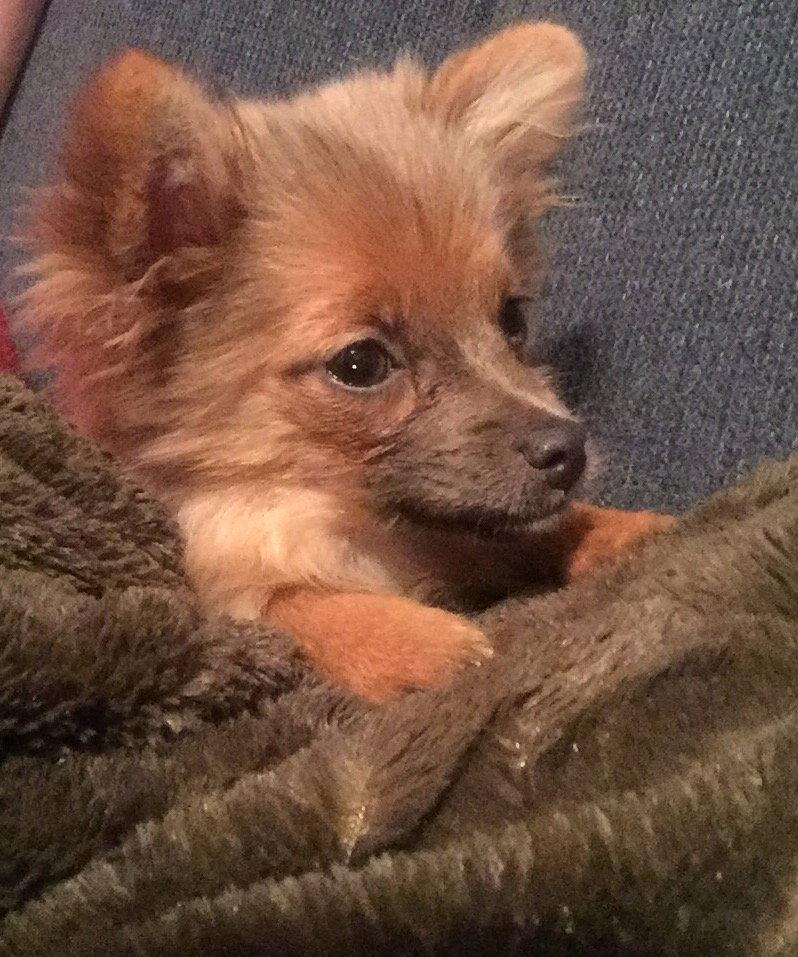 Enlarge Mindi, a Adopted Pomeranian in Garland, TX image 3/3