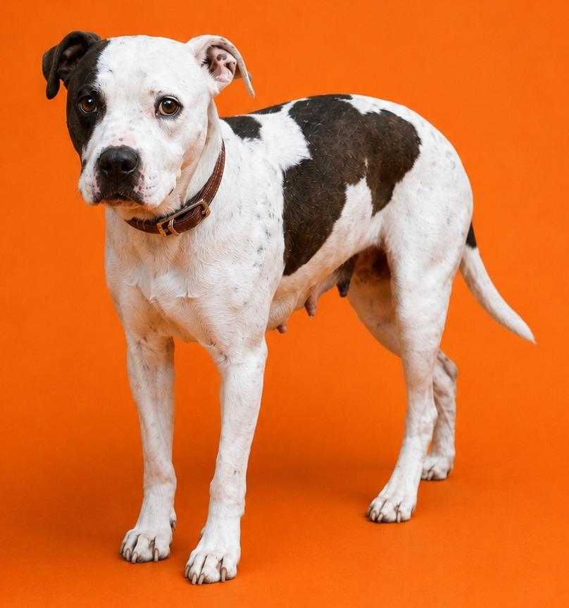 Mala, Adoptable, Young Female Pit Bull Terrier.