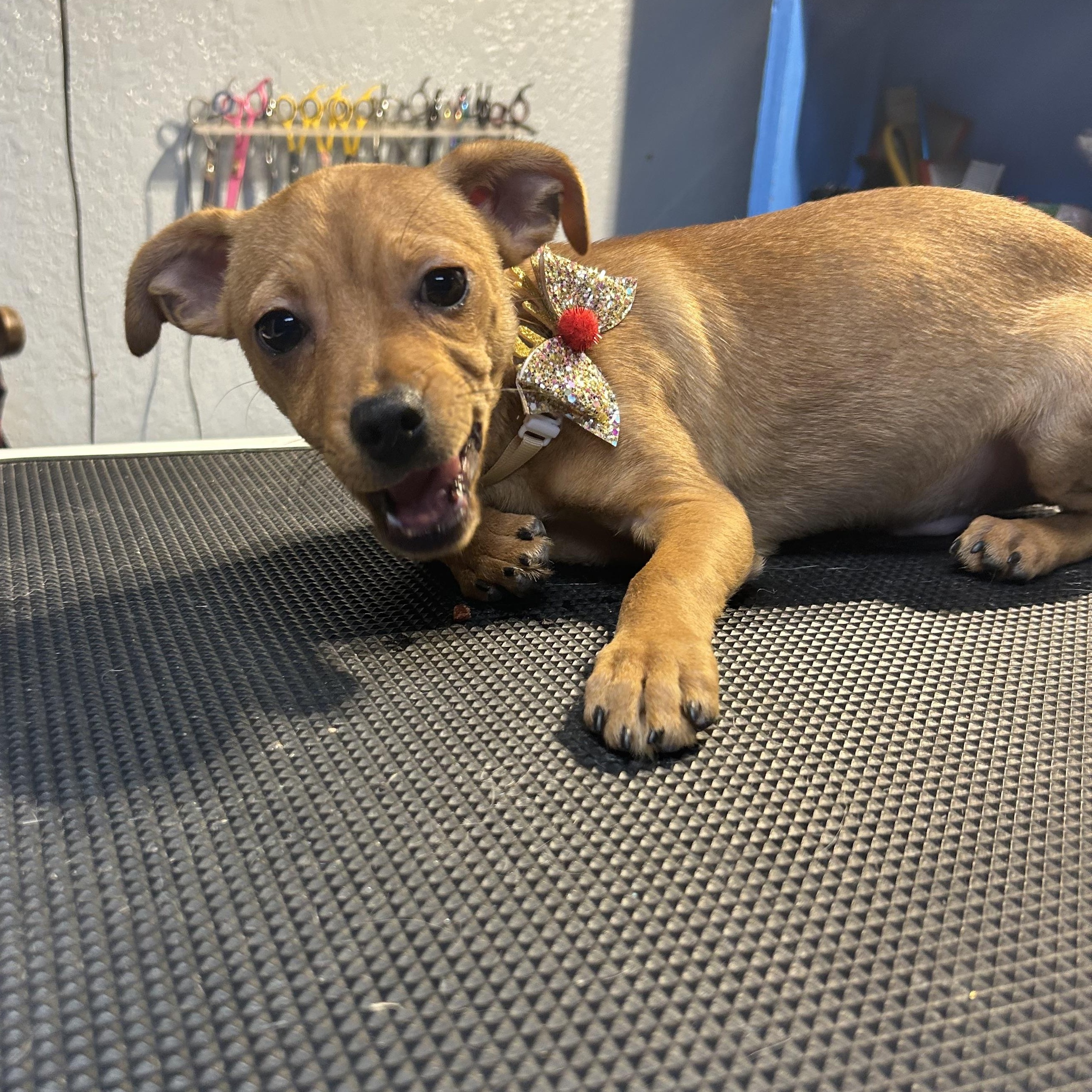 Enlarge Po Panda, an adopted mixed breed in Belleville, NJ image 3/4