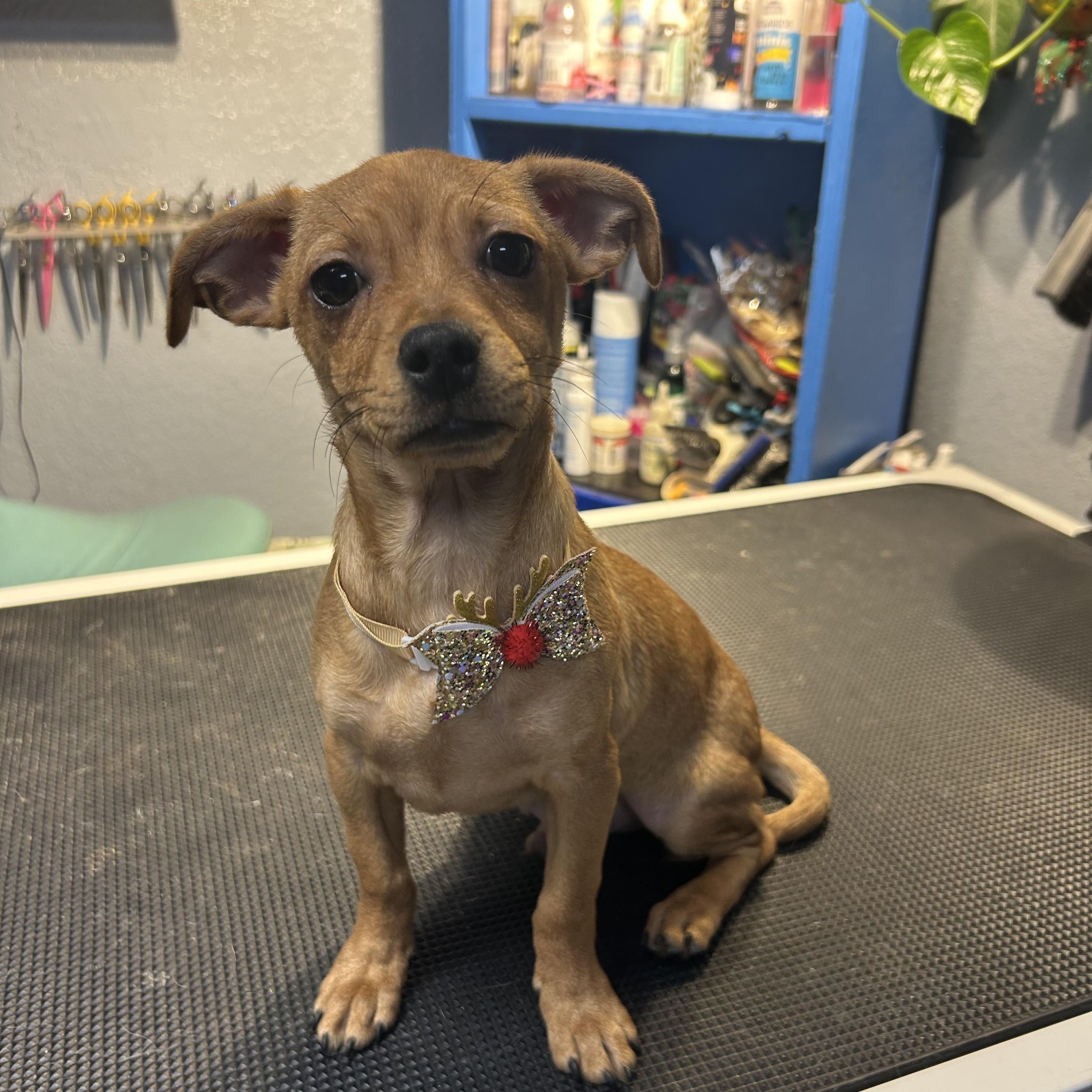 Po Panda, adopted, Puppy Male Chiweenie.