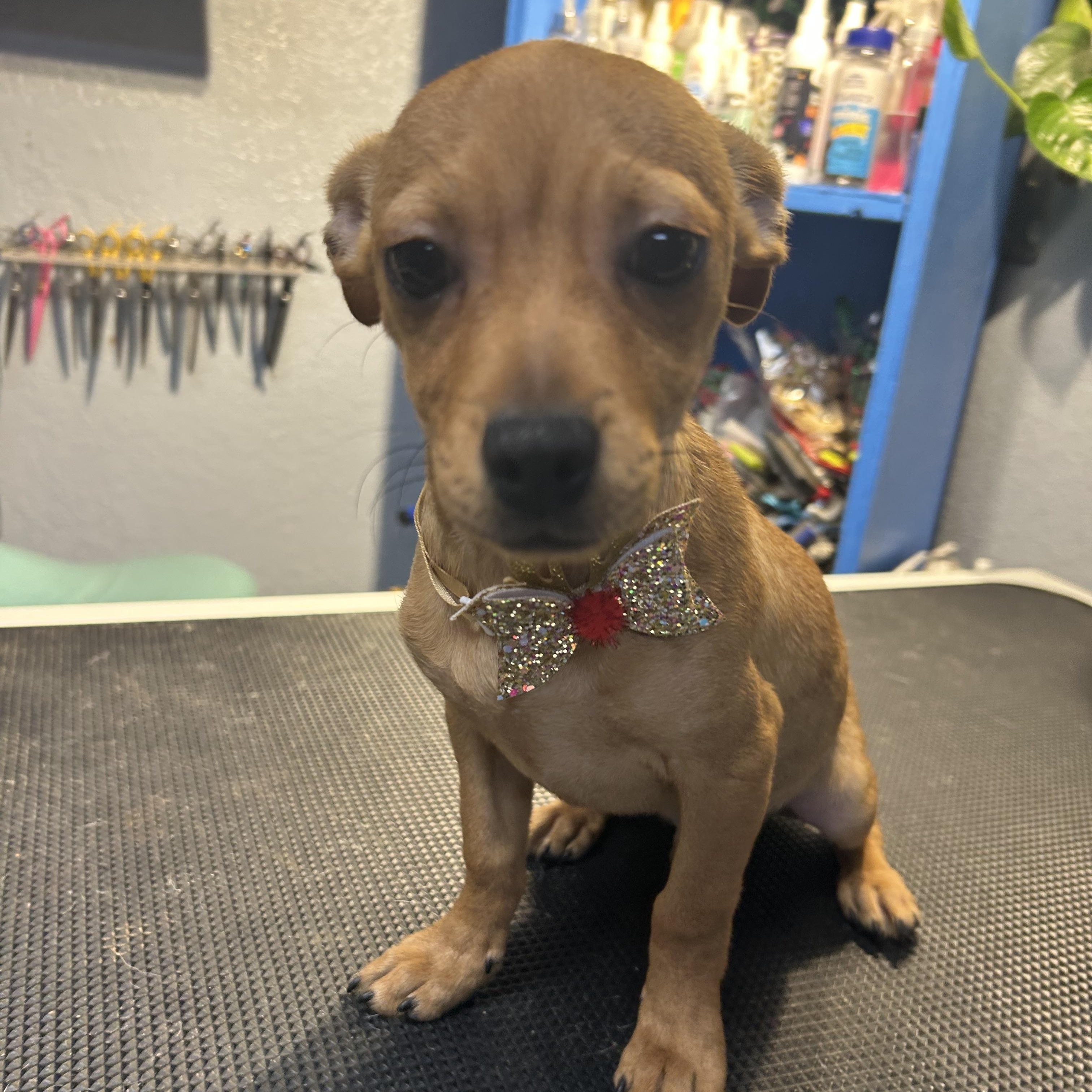 Enlarge Po Panda, an adopted mixed breed in Belleville, NJ image 2/4