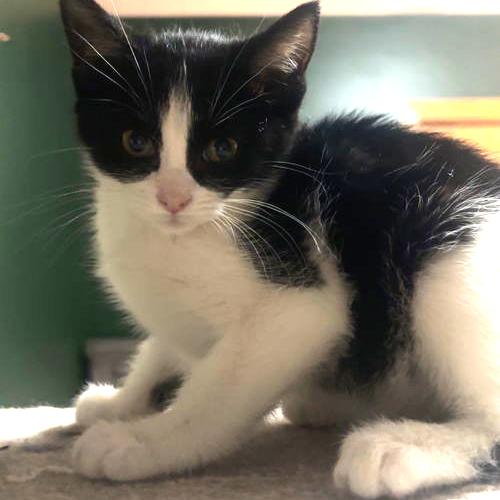 Enlarge Spritz 22358, a Adoptable Domestic Short Hair in Minneapolis, MN image 1/6