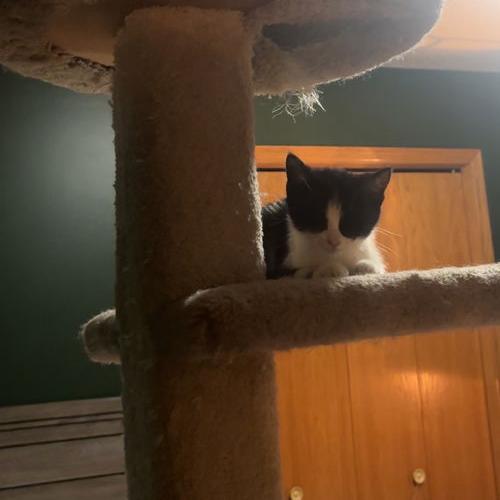 Enlarge Spritz 22358, a Adoptable Domestic Short Hair in Minneapolis, MN image 4/6
