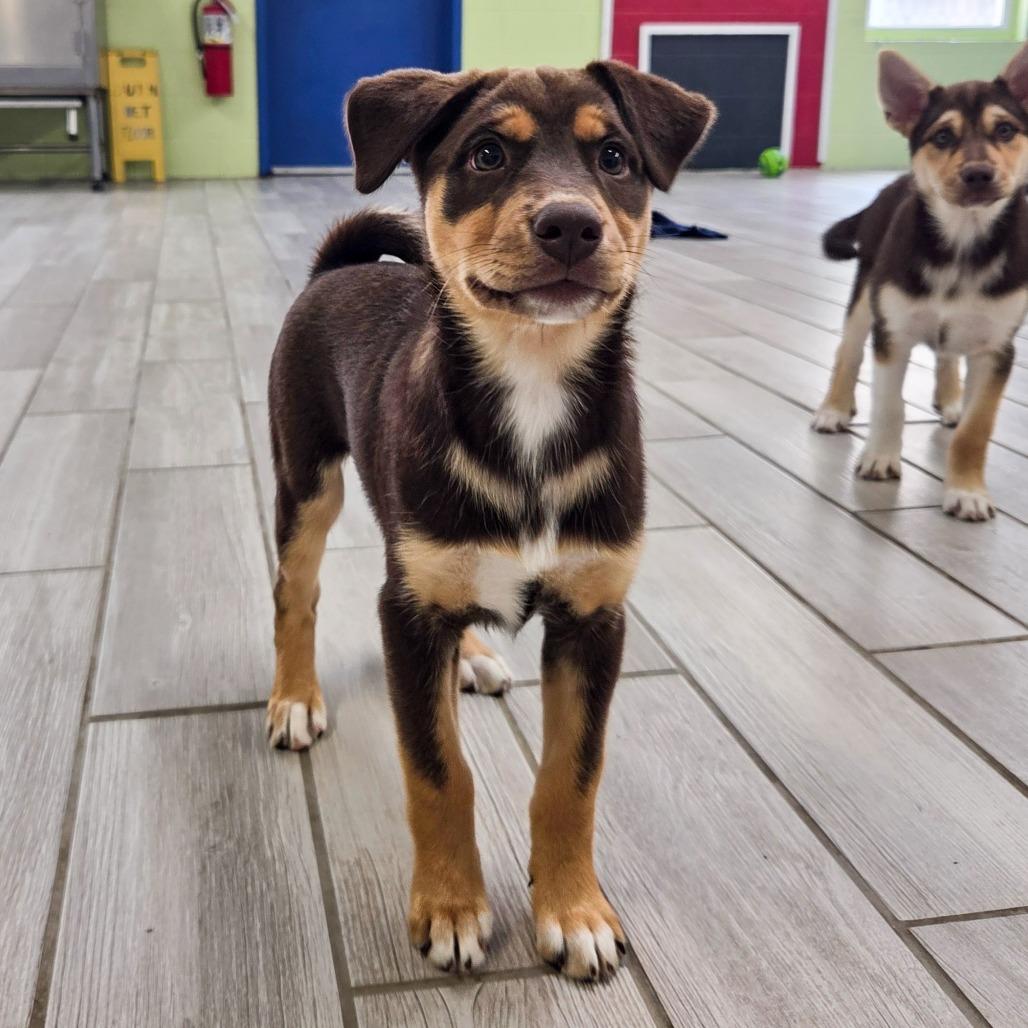 Tulip, Adoptable, Puppy Female Husky.