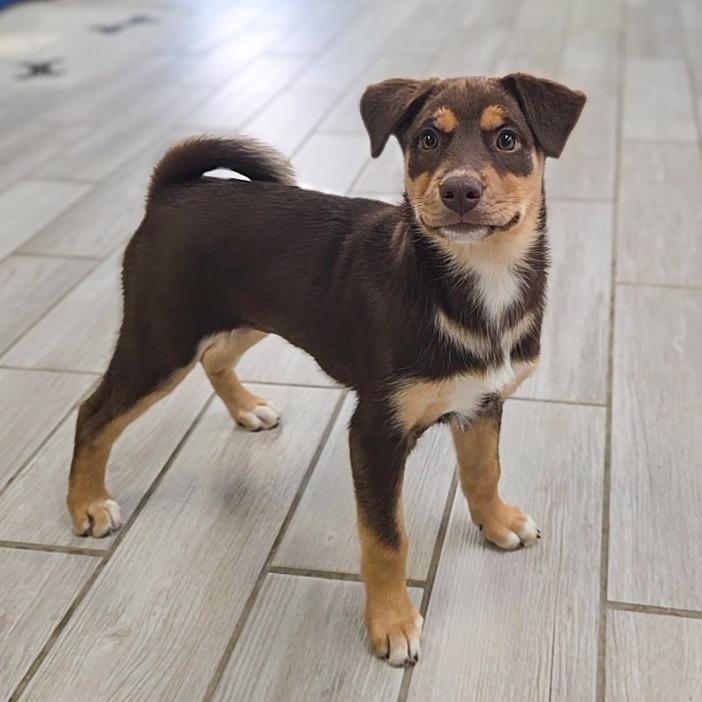 Tulip, a Adoptable Husky in Newport, TN image 5/5