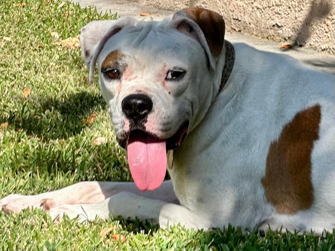 Enlarge Opal, a Adoptable mixed breed in Huntington Beach, CA image 3/5